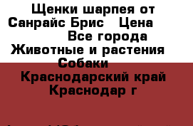 Щенки шарпея от Санрайс Брис › Цена ­ 30 000 - Все города Животные и растения » Собаки   . Краснодарский край,Краснодар г.